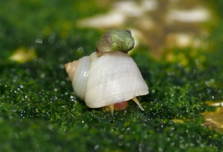 Snail